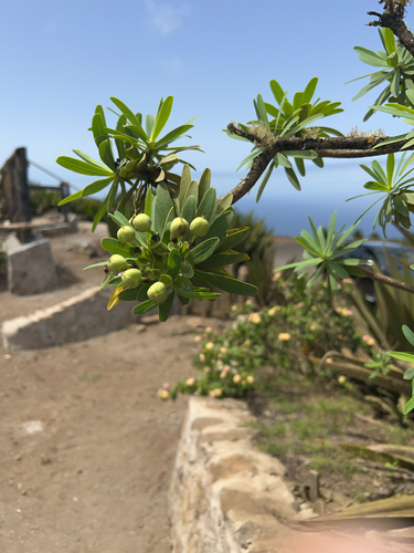 Cabo Verde spurge (Euphorbia tuckeyana)