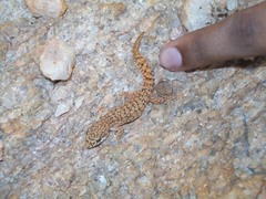 Hemidactylus reticulatus