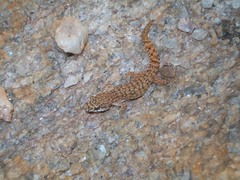 Hemidactylus reticulatus