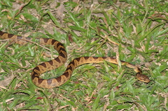 Leptodeira annulata