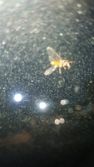 Insecta