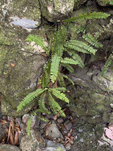 Asplenium formosum observed 2025-07-02