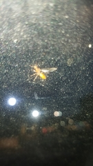 Insecta