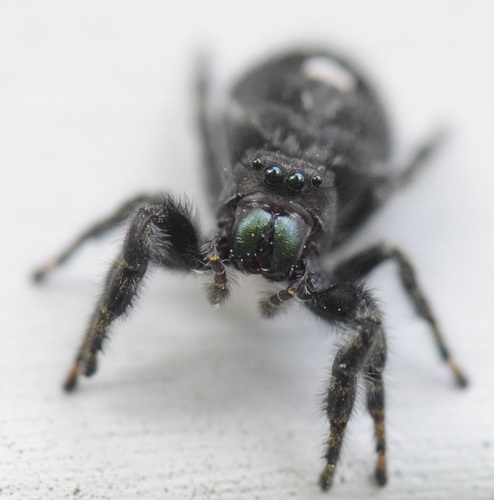 Bold Jumping Spider photographed in Vermont