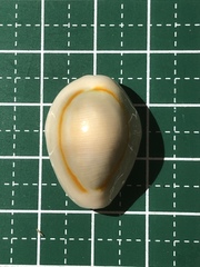 Monetaria annulus