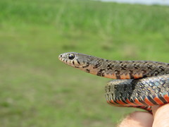 Erythrolamprus breviceps