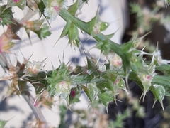 Salsola kali