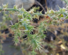 Salsola kali
