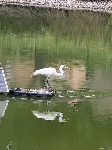 iNaturalist observation photo of Great Egret