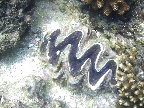Tridacna elongatissima