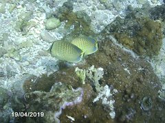 Chaetodon guttatissimus