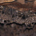 Miniopterus australis - Photo (c) Glen Fergus,  זכויות יוצרים חלקיות (CC BY-SA)