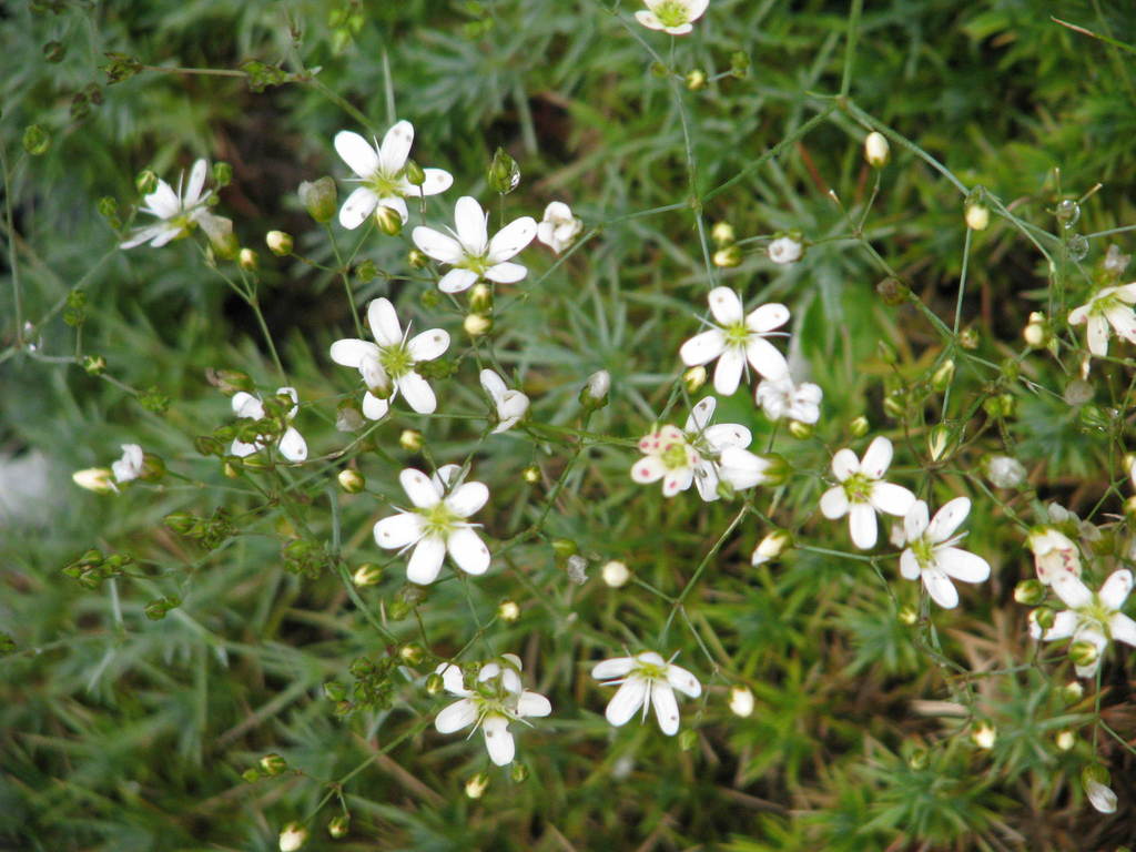Eremogone ledebouriana