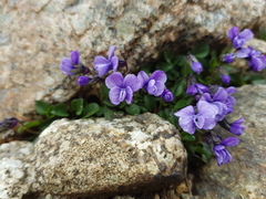 Viola argenteria