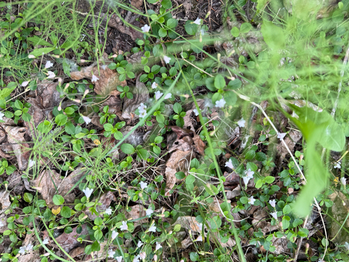 Twinflower