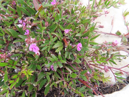 Image of Indigofera mundiana by (c) linkie, some rights reserved (CC BY)