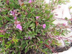Indigofera mundiana