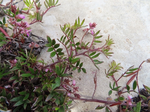 Image of Indigofera mundiana by (c) linkie, some rights reserved (CC BY)