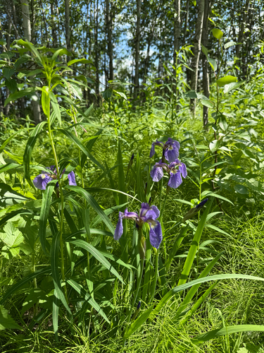 Beach-head Iris