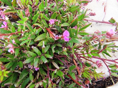 Image of Indigofera mundiana by (c) linkie, some rights reserved (CC BY)