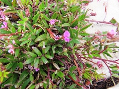 Indigofera mundiana