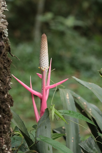 Aechmea bromeliifolia (Aechmea bromeliifolia)