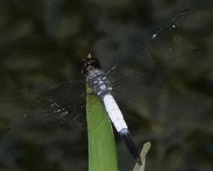 Brachydiplax farinosa