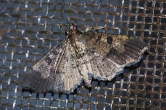 Ceratarcha umbrosa