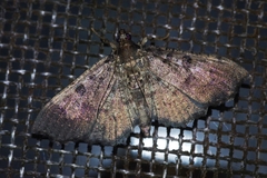 Ceratarcha umbrosa
