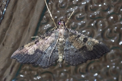Ceratarcha umbrosa