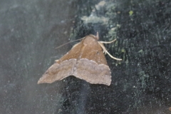 Hypena indicatalis