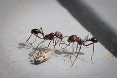 Ocymyrmex barbiger