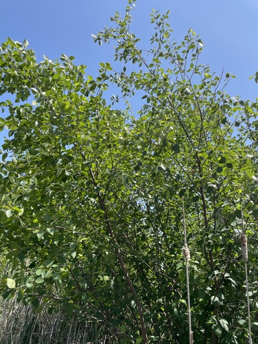 Betula × sandbergii, photograph 2