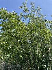author not stated, no rights reserved Betula × sandbergii, photograph author not stated, no rights reserved