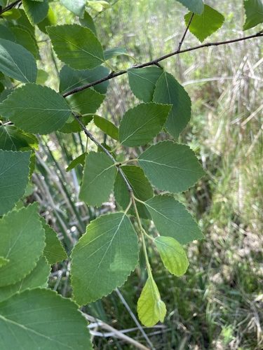 Betula sandbergii