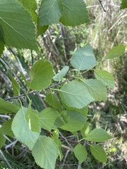 author not stated, no rights reserved Betula × sandbergii, photograph author not stated, no rights reserved