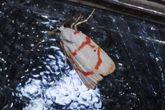 Cyana unipunctata
