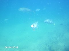 Caranx