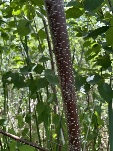 Betula × sandbergii, photograph 5
