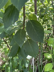 author not stated, no rights reserved Betula × sandbergii, photograph author not stated, no rights reserved