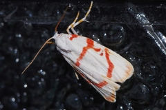 Cyana unipunctata
