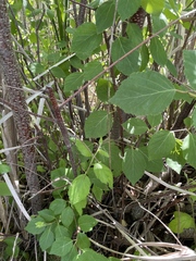 Betula × sandbergii, photograph author not stated, no rights reserved