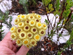 Achyranthemum mucronatum