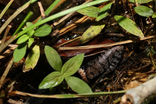 Abavorana luctuosa, 2025-06-28