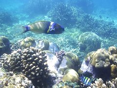 Thalassoma hebraicum