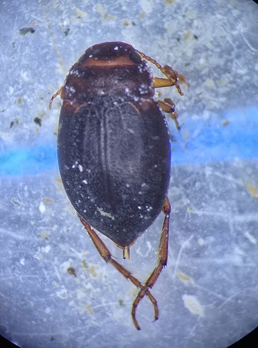 Deronectes latus