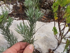 Achyranthemum mucronatum