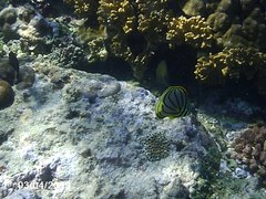 Chaetodon meyeri