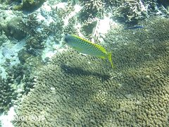 Plectorhinchus gaterinus