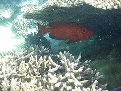 Priacanthidae